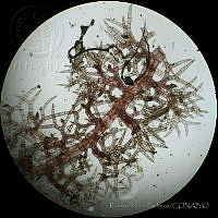 RYP0019 Heterosiphonia erecta.jpg