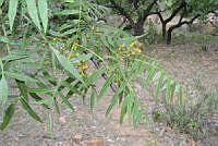 VWS&YRA0033 Bursera bicolor.jpg