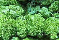 NE018 0787 Millepora alcicornis.jpg