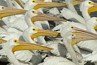 ARS00328 Pelecanus erythrorhynchos.jpg