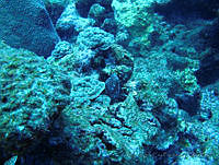 VDLCF0834 Gymnothorax moringa.jpg