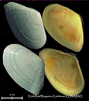 KT014 0611 Tellina alternata.JPG