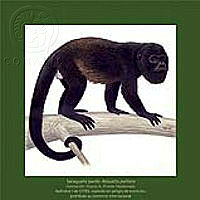 ComercioEspecies_4.tif