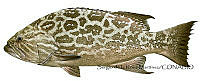 SRM0073 Mycteroperca xenarcha.jpg