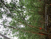 UM001 0109 Avicennia germinans.jpg