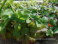 ZG007 0124 Fragaria sp..jpg