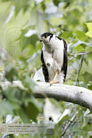 19_CNS0612 Micrastur semitorquatus.jpg