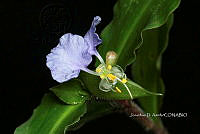 Yolox 2054 Commelina erecta.jpg
