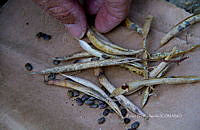 FBA1347 Phaseolus.jpg