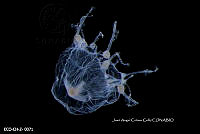 ME006 Z 0012 Phialidium gelatinosum - (Mayer, 1900).jpg