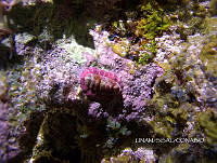 NE018 0666 Tonicia schrammi.jpg