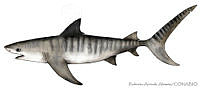 RAA0038 Galeocerdo cuvier.jpg