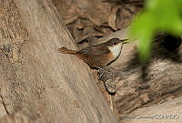 MGaves 1570 Catherpes mexicanus.jpg