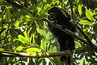 FBA0551 Alouatta pigra.jpg
