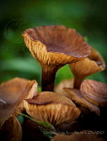 RDJAA02 Agaricales.jpg