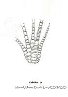 MARL0126 Calothrix sp.jpg