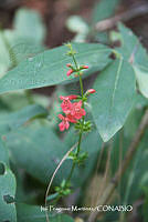 proy JF091 0459 Stachys coccinea.JPG