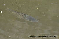 AAKVDH 0116 Oreochromis mossambicus.JPG