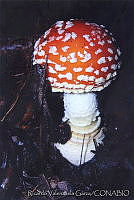 RVG0003 Amanita muscaria.jpg
