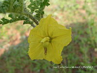 JF140 0256 Solanum rostratum.jpg