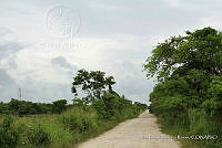 LH002 hum 0452 Sabal mexicana.JPG