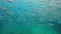 CCR 0010 Caranx sexfasciatus.jpg