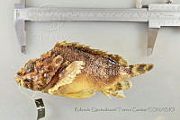 RQTG0767 Scorpaena mystes.jpg