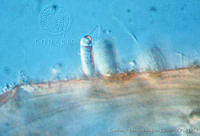 UNAMGAMZ-5 Chamaesiphon amesthistinus.jpg