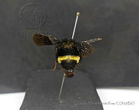 JAMR086 Bombus mexicanus.jpg