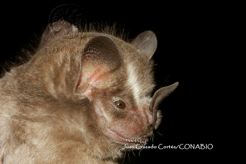 JCC0255%20%20Dermanura%20tolteca%20.JPG.kCer4fz MXEluyFjQA3g0JtbmFja29CbnFuZ3NAbXJ6LGtwZwA.R2AsPZ69Za