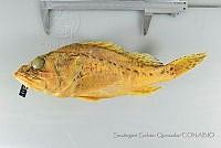 SGQ1021 Pontinus furcirhinus.jpg
