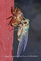 MADP005 Cicadidae.jpg