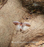 MN6F0192 Insecta.jpg