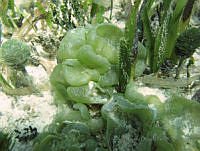 BDP0130 Dictyosphaeria cavernosa.jpg