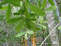 MEGA 0716 Quadrella indica.JPG