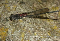 JCC0046 Hetaerina vulnerata.JPG