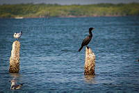 FBA0625 Thalasseus maximus, Nannopterum brasilianum.jpg