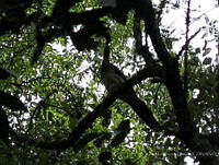 OOG0159 Ortalis sp..jpg