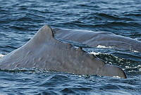 CNS0826 Physeter macrocephalus.jpg