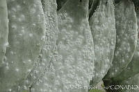 ARL00166 Dactylopius coccus.jpg