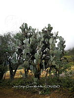 RG016 1000 Opuntia ficus-indica.jpg