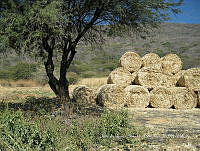 Teocintle 142 Zea mays subsp. mexicana.jpg