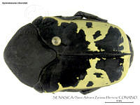 SAZH0341 Gymnetosoma chevrolati.jpg