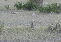 LCV0002 Callipepla squamata.jpg