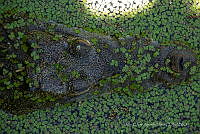 JCAD 008 Crocodylus moreletii.jpg
