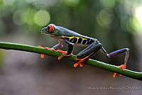 AVB11 Agalychnis callidryas.JPG