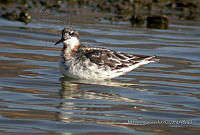 MGaves 872 Phalaropus lobatus.jpg