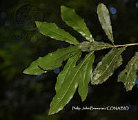 PJB ME014 107 Macadamia integrifolia.JPG