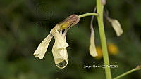 SM0066 Gotas de agua.jpg