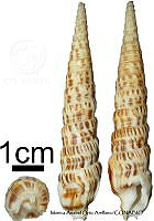 KT014 0864 Terebra robusta.JPG